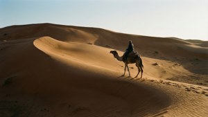 Camel Rider Solitude