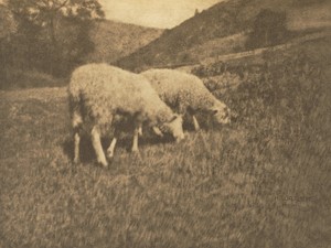 Camera Work: Sheep