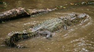 Camouflaged Alligator Back