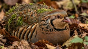 Camouflaged in Leaves