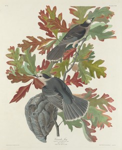 Canada Jay