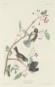Canadian Titmouse