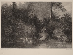 Canards