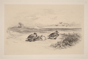 Canards Sauvages