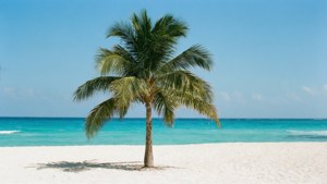 Cancun Minimalist Palm