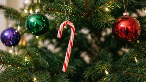 Candy Cane on Tree