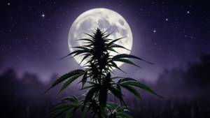 Cannabis Silhouette Moon