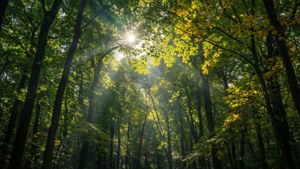 Canopy of Life