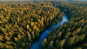 Canopy Serenity