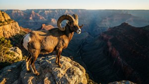 Canyon Overlook