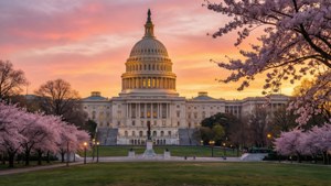 Capitol Cherry Blossom Dawn