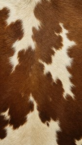 Caramel Cream Cowhide