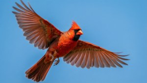 Cardinal in Flight
