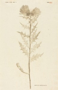 Carduus Lanceolatus
