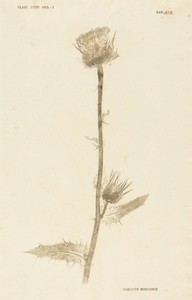 Carduus Maarianus