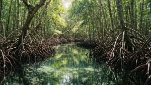Caribbean Mangrove Forest