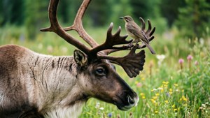 Caribou and Bird