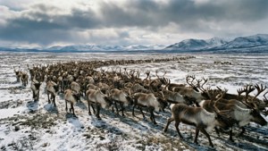 Caribou Herd Migration