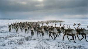 Caribou Herd Migration