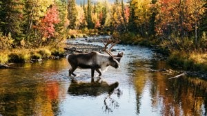 Caribou in Autumn Stream
