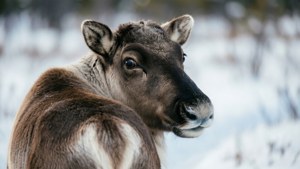 Caribou Looking Back