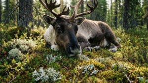 Caribou Resting Forest