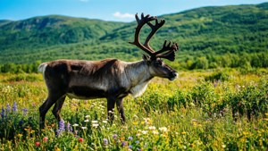 Caribou Summer Meadow