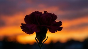 Carnation Sunset Silhouette