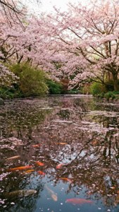 Carp and Cherry Blossoms