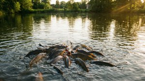 Carp Feeding at Sunset