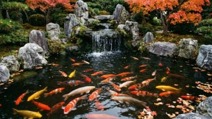 Carp in Japanese Garden