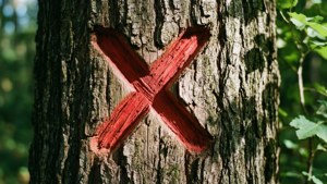 Carved Wrong Cross on Tree