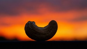 Cashew Sunset Silhouette