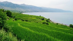 Caspian Rice Terraces