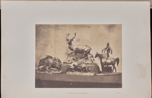 Castings of Animals
