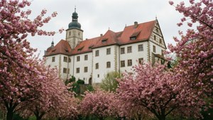 Castle Spring Blossoms