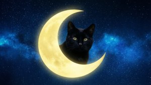 Cat and Moon