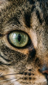Cat Eye Focus