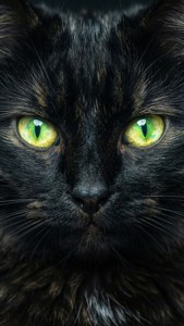Cat Eyes Glow