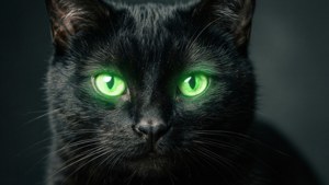 Cat Glow Stare