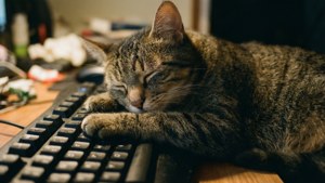 Cat Nap on Keys