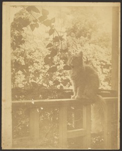 [Cat on a Fence Railing]