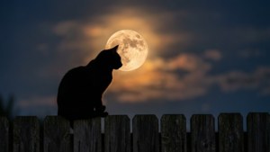 Cat on Fence