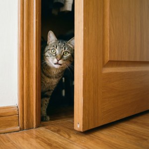Cat Peek Door