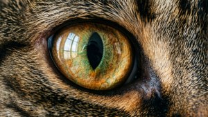 Cat's Eye Close-Up