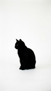 Cat Silhouette