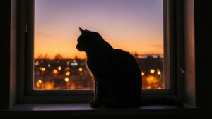 Cat Silhouette Aura