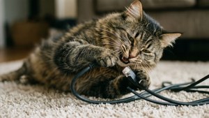 Cat Tangled in Cable