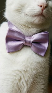 Cat with Lavender Bowtie