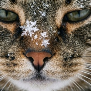 Cat with Snowflakes